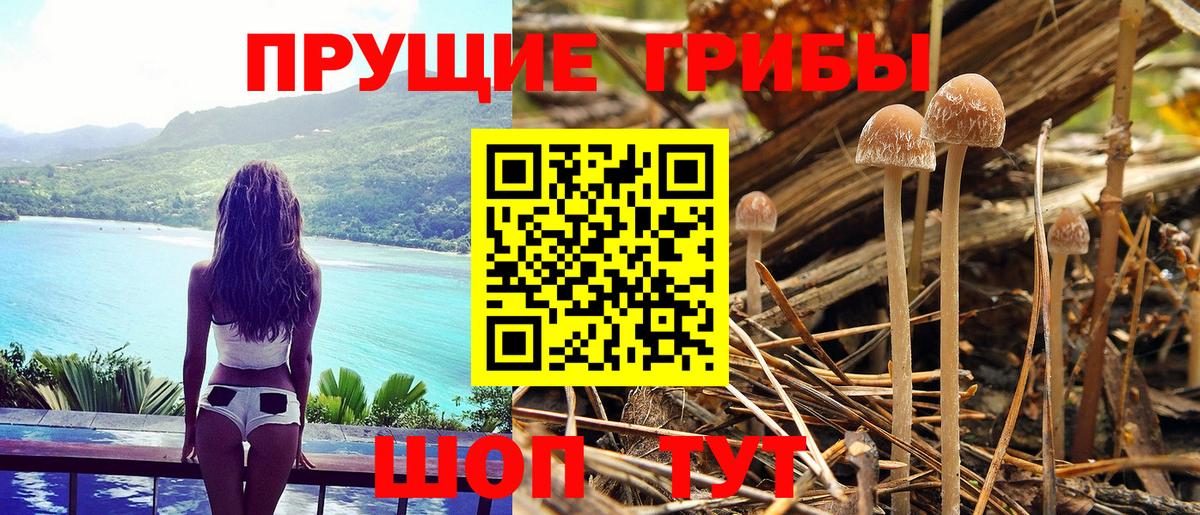 Псилоцибиновые грибы Psilocybe Волгоград